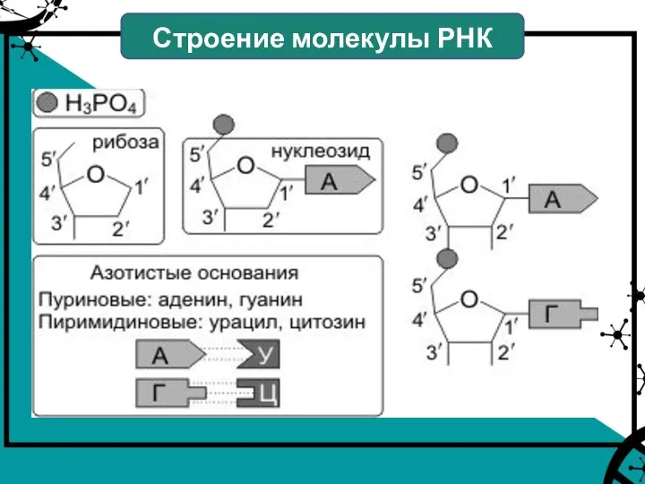 Строение молекулы РНК