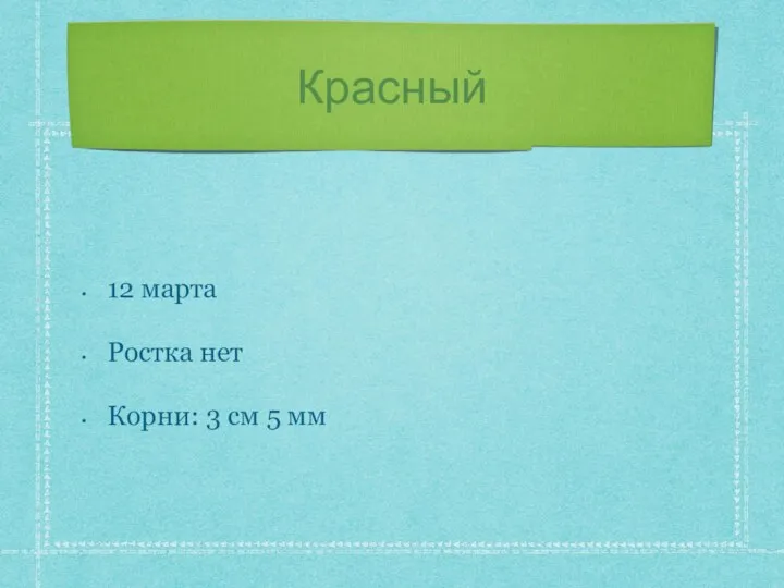 Красный 12 марта Ростка нет Корни: 3 см 5 мм