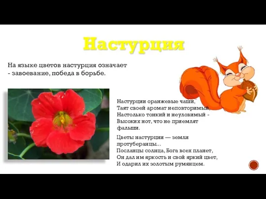 Настурция На языке цветов настурция означает - завоевание, победа в борьбе. Настурции