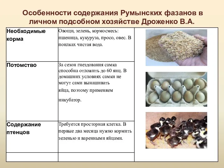 Особенности содержания Румынских фазанов в личном подсобном хозяйстве Дроженко В.А.