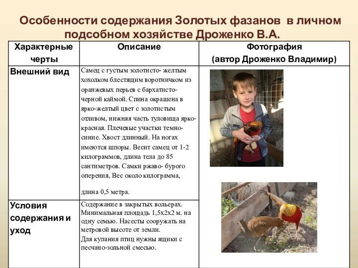 Особенности содержания Золотых фазанов в личном подсобном хозяйстве Дроженко В.А.