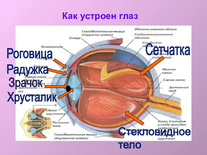 Как устроен глаз Роговица Радужка Хрусталик Стекловидное тело Сетчатка Зрачок