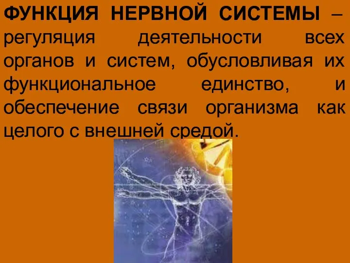 ФУНКЦИЯ НЕРВНОЙ СИСТЕМЫ – регуляция деятельности всех органов и систем, обусловливая их