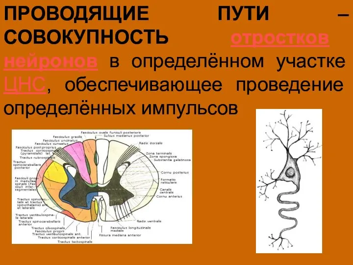 ПРОВОДЯЩИЕ ПУТИ – СОВОКУПНОСТЬ отростков нейронов в определённом участке ЦНС, обеспечивающее проведение определённых импульсов