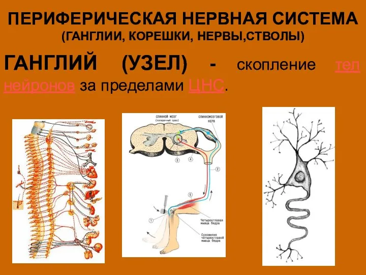 ПЕРИФЕРИЧЕСКАЯ НЕРВНАЯ СИСТЕМА (ГАНГЛИИ, КОРЕШКИ, НЕРВЫ,СТВОЛЫ) ГАНГЛИЙ (УЗЕЛ) - скопление тел нейронов за пределами ЦНС.