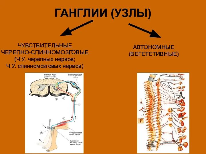 ГАНГЛИИ (УЗЛЫ) ЧУВСТВИТЕЛЬНЫЕ ЧЕРЕПНО-СПИННОМОЗГОВЫЕ (Ч.У. черепных нервов; Ч.У. спинномозговых нервов) АВТОНОМНЫЕ (ВЕГЕТЕТИВНЫЕ)