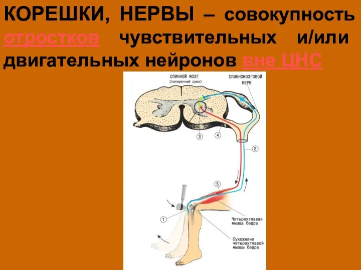 КОРЕШКИ, НЕРВЫ – совокупность отростков чувствительных и/или двигательных нейронов вне ЦНС