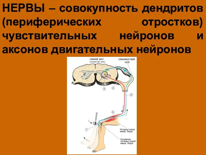 НЕРВЫ – совокупность дендритов (периферических отростков) чувствительных нейронов и аксонов двигательных нейронов