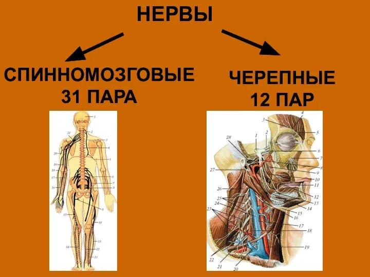 НЕРВЫ СПИННОМОЗГОВЫЕ 31 ПАРА ЧЕРЕПНЫЕ 12 ПАР