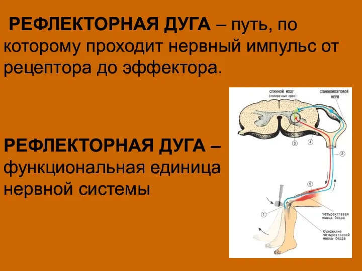 РЕФЛЕКТОРНАЯ ДУГА – путь, по которому проходит нервный импульс от рецептора до