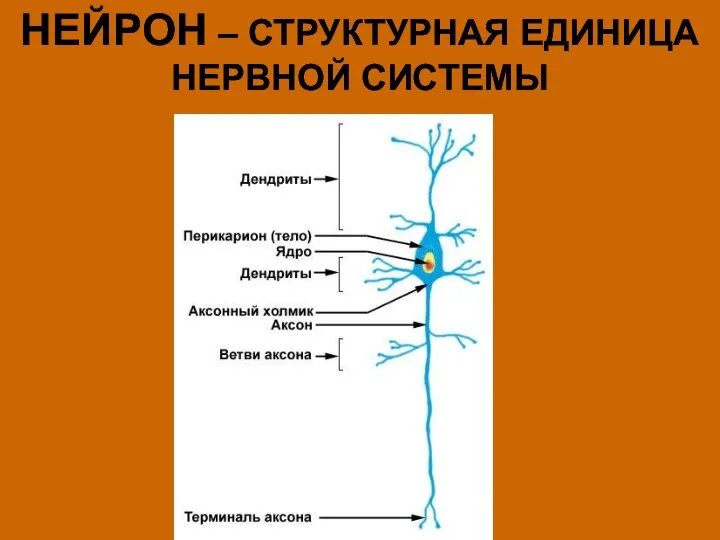 НЕЙРОН – СТРУКТУРНАЯ ЕДИНИЦА НЕРВНОЙ СИСТЕМЫ