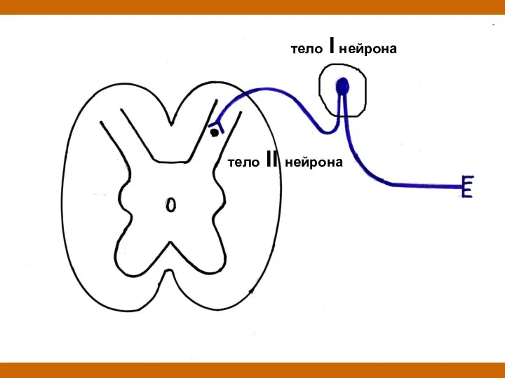 тело II нейрона тело I нейрона