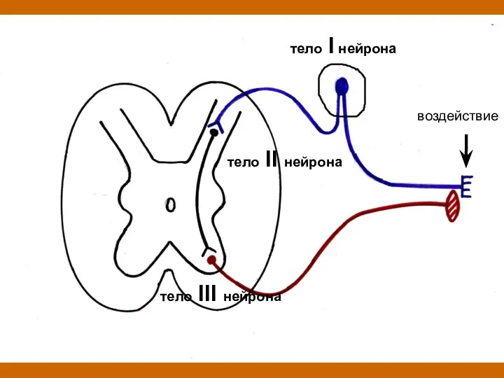 воздействие тело I нейрона тело III нейрона тело II нейрона