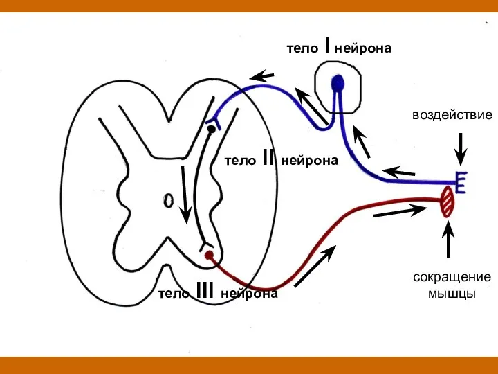 воздействие тело I нейрона тело III нейрона тело II нейрона сокращение мышцы