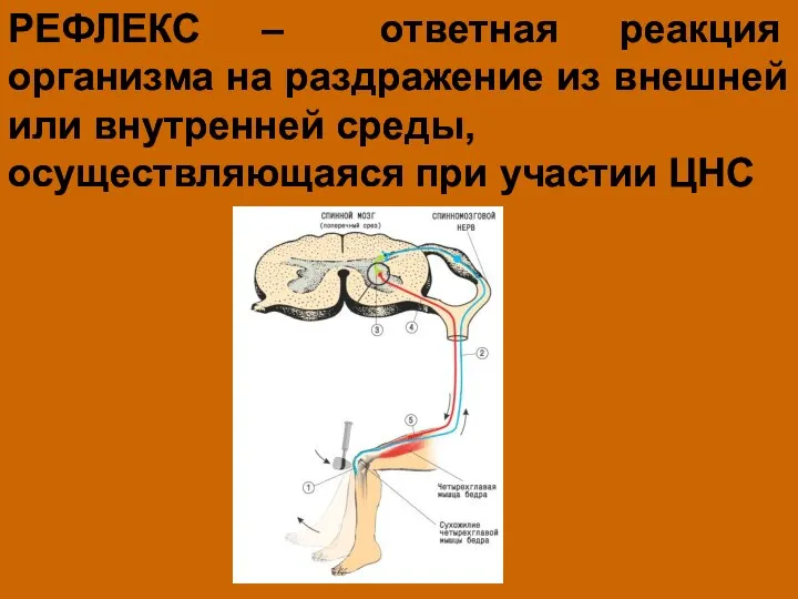 РЕФЛЕКС – ответная реакция организма на раздражение из внешней или внутренней среды, осуществляющаяся при участии ЦНС