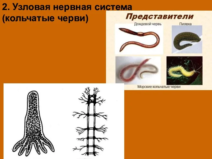 2. Узловая нервная система (кольчатые черви)