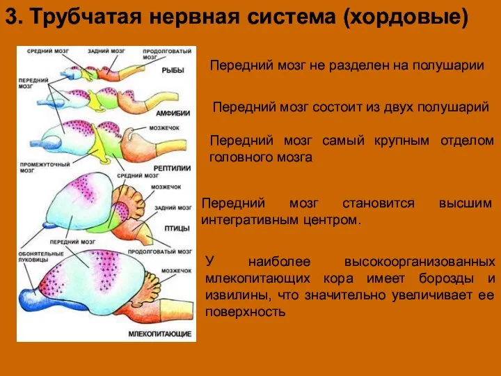 3. Трубчатая нервная система (хордовые) Передний мозг не разделен на полушарии Передний