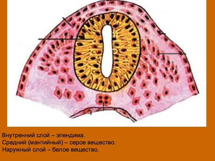 Внутренний слой – эпендима. Средний (мантийный) – серое вещество. Наружный слой – белое вещество.