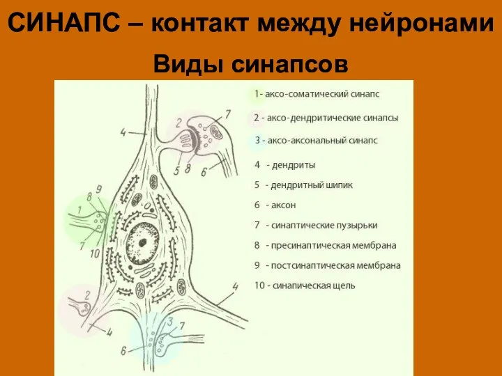 СИНАПС – контакт между нейронами Виды синапсов