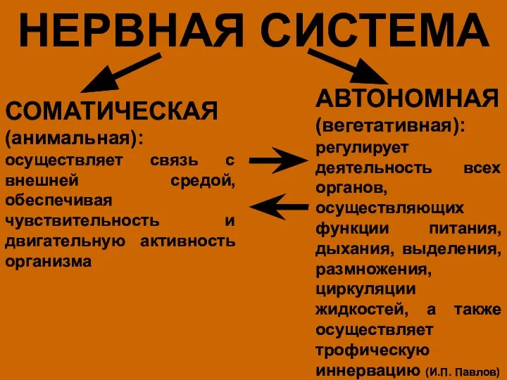 НЕРВНАЯ СИСТЕМА СОМАТИЧЕСКАЯ (анимальная): осуществляет связь с внешней средой, обеспечивая чувствительность и