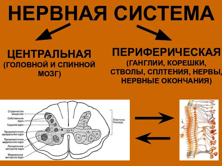 НЕРВНАЯ СИСТЕМА ЦЕНТРАЛЬНАЯ (ГОЛОВНОЙ И СПИННОЙ МОЗГ) ПЕРИФЕРИЧЕСКАЯ (ГАНГЛИИ, КОРЕШКИ, СТВОЛЫ, СПЛТЕНИЯ, НЕРВЫ, НЕРВНЫЕ ОКОНЧАНИЯ)