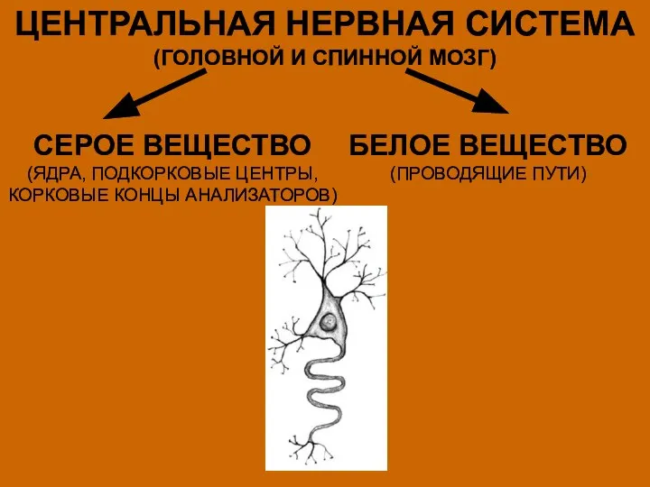 ЦЕНТРАЛЬНАЯ НЕРВНАЯ СИСТЕМА (ГОЛОВНОЙ И СПИННОЙ МОЗГ) СЕРОЕ ВЕЩЕСТВО (ЯДРА, ПОДКОРКОВЫЕ ЦЕНТРЫ,