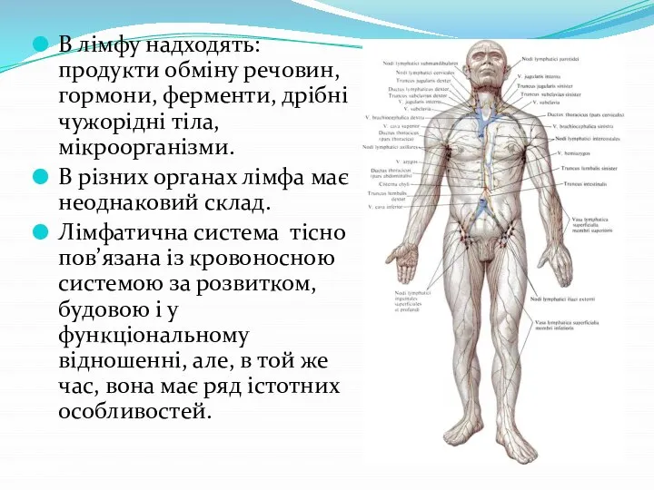 В лімфу надходять: продукти обміну речовин, гормони, ферменти, дрібні чужорідні тіла, мікроорганізми.