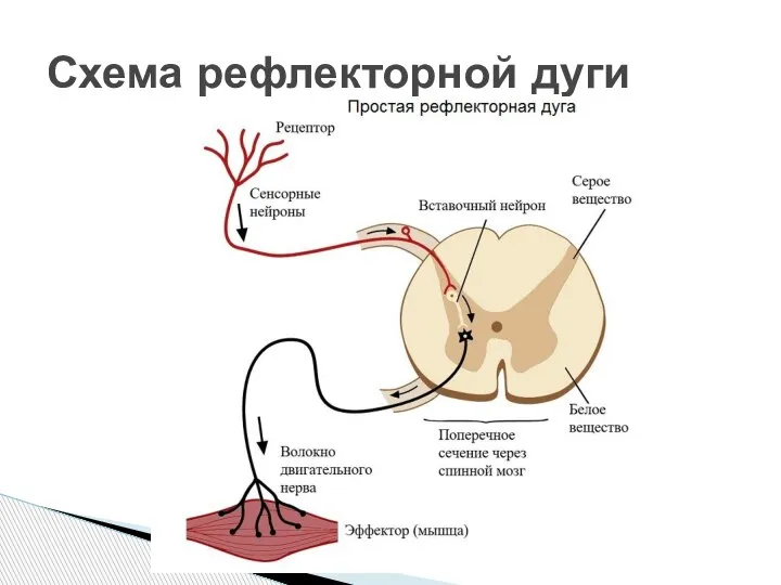 Схема рефлекторной дуги