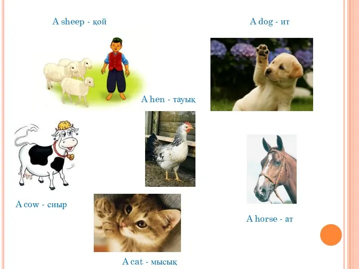 A cat - мысық A sheep - қой A dog - ит