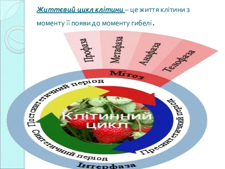 Життєвий цикл клітини – це життя клітини з моменту її появи до моменту гибелі.