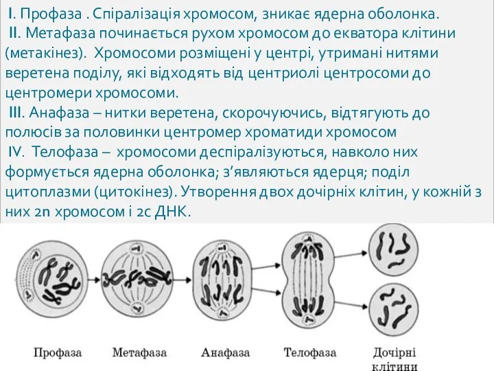 I. Профаза . Спіралізація хромосом, зникає ядерна оболонка. II. Метафаза починається рухом