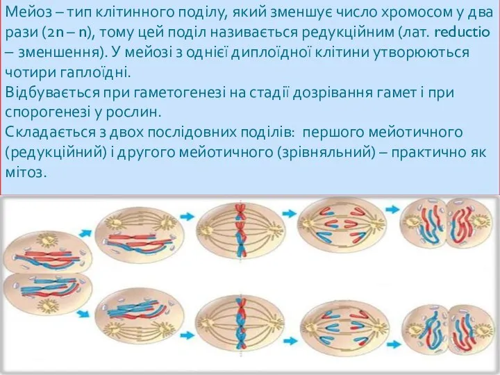 Мейоз – тип клітинного поділу, який зменшує число хромосом у два рази