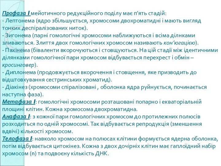 Профаза I мейотичного редукційного поділу має п’ять стадій: - Лептонема (ядро збільшується,