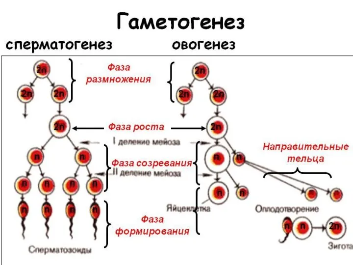 Порівняльна таблиця сперматогенезу та овогенезу