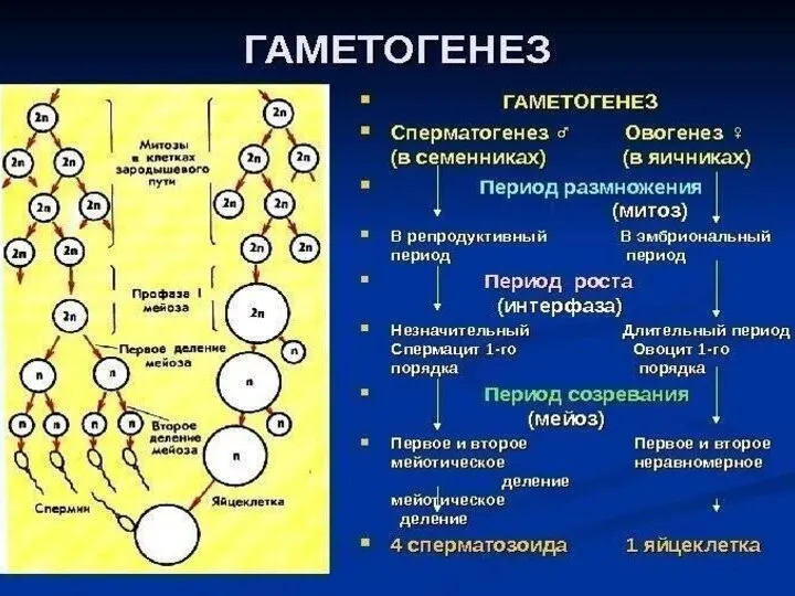 Порівняльна таблиця