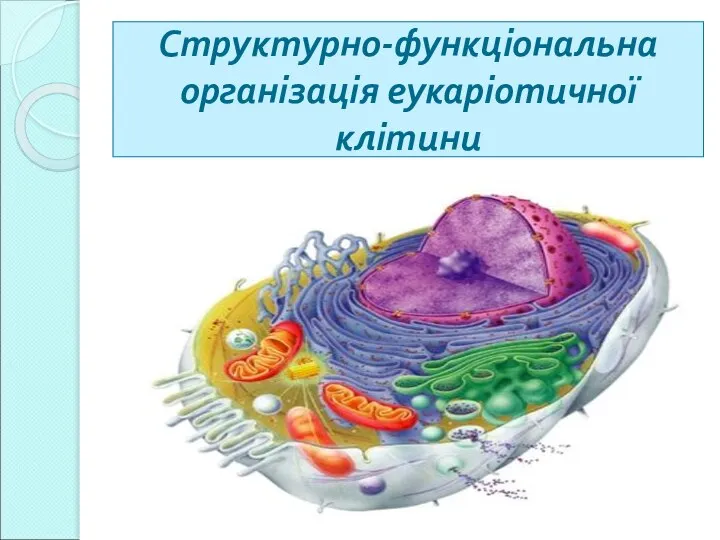 Структурно-функціональна організація еукаріотичної клітини