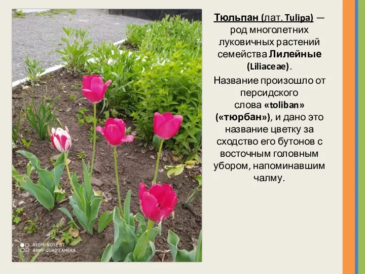 Тюльпан (лат. Tulipa) — род многолетних луковичных растений семейства Лилейные (Liliaceae). Название