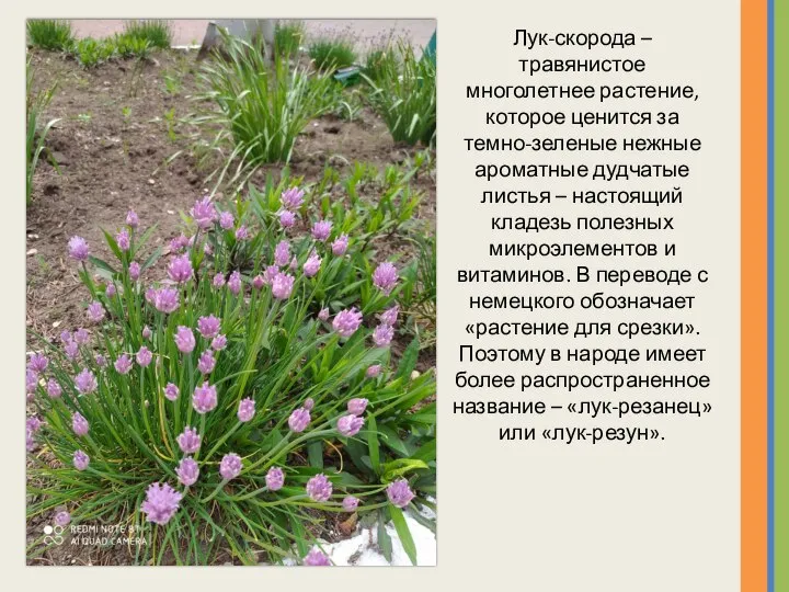 Лук-скорода – травянистое многолетнее растение, которое ценится за темно-зеленые нежные ароматные дудчатые