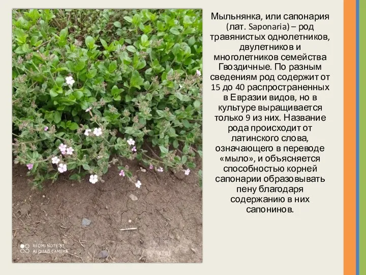 Мыльнянка, или сапонария (лат. Saponaria) – род травянистых однолетников, двулетников и многолетников