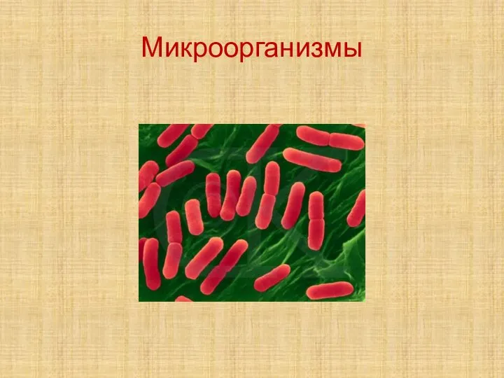 Микроорганизмы