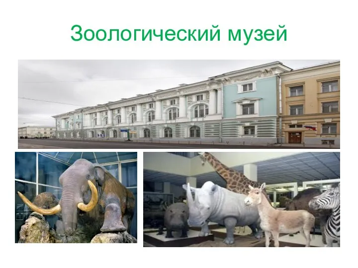 Зоологический музей