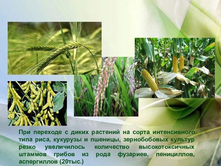 При переходе с диких растений на сорта интенсивного типа риса, кукурузы и