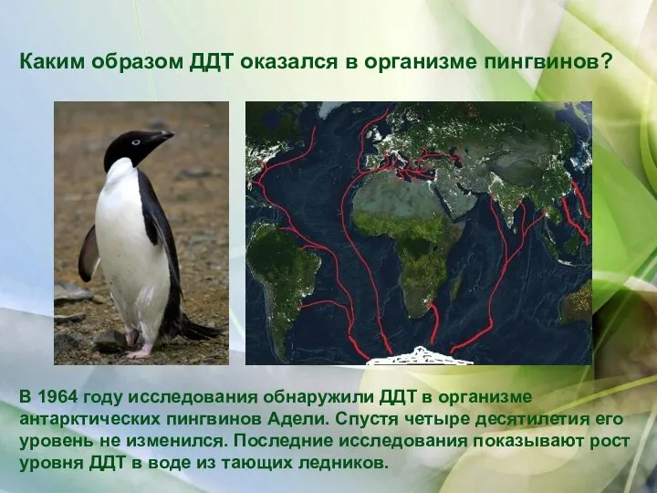 В 1964 году исследования обнаружили ДДТ в организме антарктических пингвинов Адели. Спустя