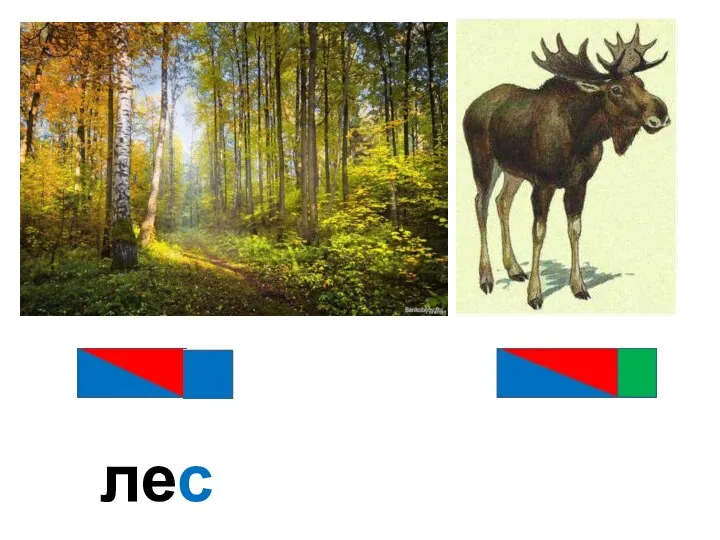 лес лось