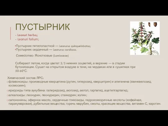 ПУСТЫРНИК Пустырник пятилопастной — Leonurus quinquelobatus; Пустырник сердечный — Leonurus cardiaca. Семейство: