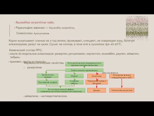 - Rauwolfiae serpentinae radix; Раувольфия змеиная — Rauwolfia serpentine; Семейство: Apocynaceae Корни