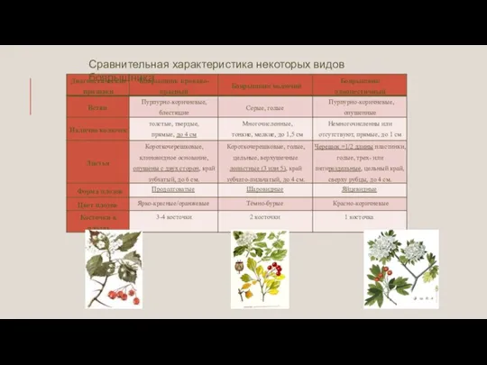 Сравнительная характеристика некоторых видов боярышника