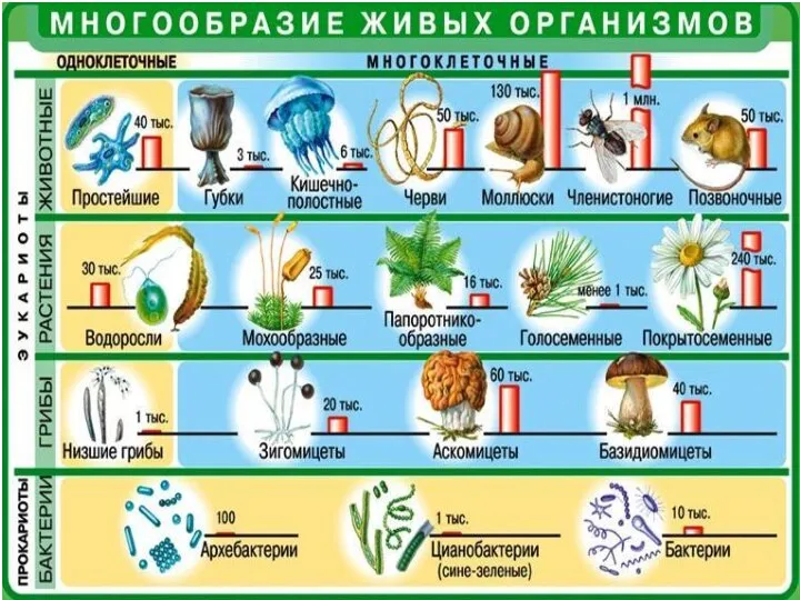 Тема урока Цель обучения: Многообразие живых организмов. использовать характерные особенности для определения групп растений и животных.