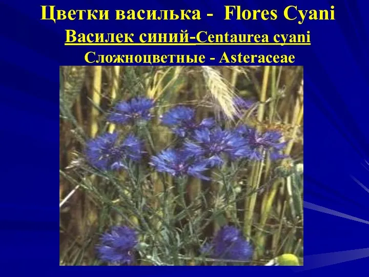 Цветки василька - Flores Cyani Василек синий-Centaurea cyani Сложноцветные - Asteraceae