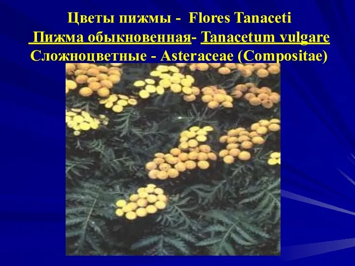 Цветы пижмы - Flores Tanaceti Пижма обыкновенная- Tanacetum vulgare Сложноцветные - Asteraceae (Compositae)